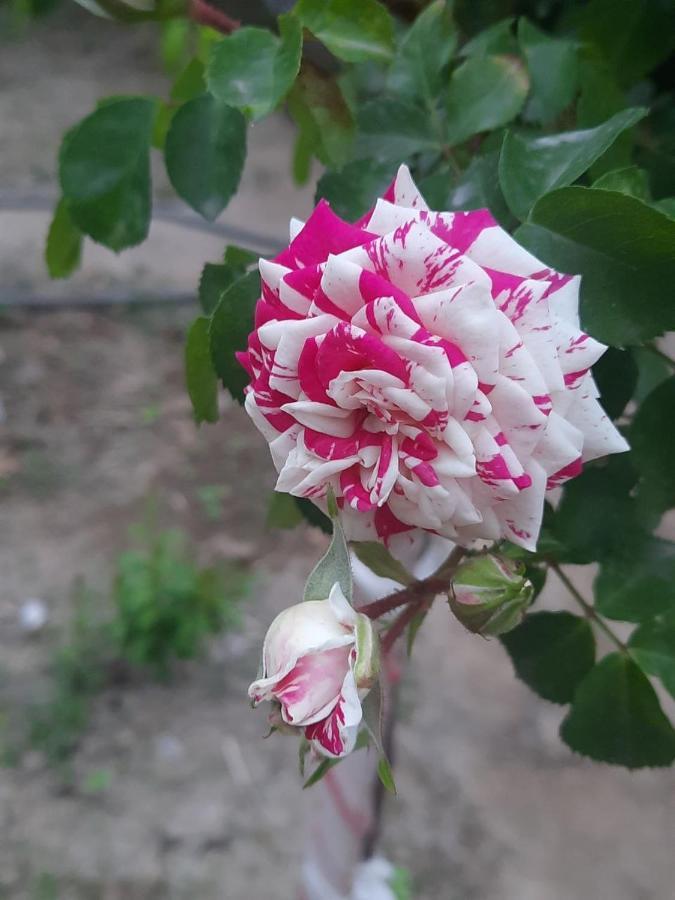 Guest House Khiva Boyjon Ota מראה חיצוני תמונה